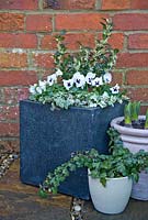 Step by step winter container with Viola panola 'White', Sarcococca - Christmas Box and Hedera - Ivy  
