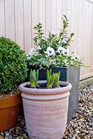 Step by step winter container with Viola panola 'White', Sarcococca - Christmas Box and Hedera - Ivy 