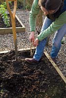 Step by step for planting bare root currant bushes - firming soil with foot 