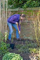 Step by step for planting Rosa veilchenblau - digging hole