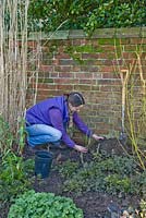 Step by step for planting Rosa veilchenblau - pushing soil around plant