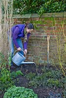Step by step for planting Rosa veilchenblau - watering in