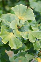 Ginkgo biloba - Maidenhair Tree in early autumn