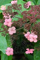 Hydrangea serrata seedhead with cobwebs