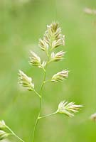 Dactylis glomerata - Cock's-foot grass 