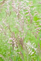 Holcus lanatus - Meadow Grass