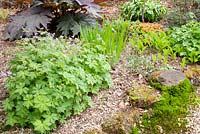 Spring bed edged with stones and gravel, planted with Geranium maculatum 'Beth Chatto', Rheum palmatum 'Atrosanguineum', Anthriscus sylvestris 'Ravenswing', Primula, Hosta and Convallaria majalis and mulched with bark chippings