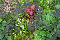 Contrasting leaves in spring bed of Primula, Heuchera, Geranium, Anthriscus sylvestris 'Ravenswing' and self seeded Claytonia sibirica - Pink Purslane