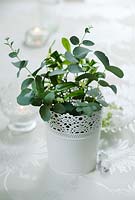 Eucalyptus and mistletoe in an ornate vase