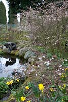 Pond, blossom and daffodils - Millennium Garden, Lichfield, spring