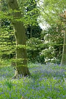 Woodland garden in spring with bluebells and  rhododendrons