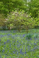 Woodland garden with bluebells and Camellia 