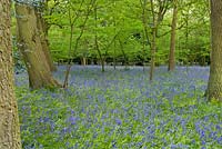 Woodland garden with bluebells 