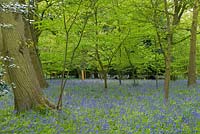 Woodland garden with bluebells, spring