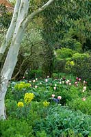Spring border with Euphorbia and tulips under a Eucalyptus tree 