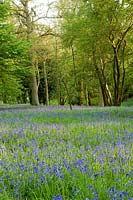 Woodland garden with bluebells, spring 