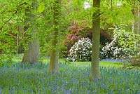 Woodland garden with bluebells and rhododendron, spring 
