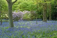 Woodland garden with bluebells and blossom, spring 
