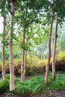 Betula utilis ssp utilis (Sichuan, China) 'Forest Blush'