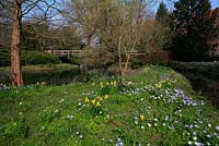 Naturalised spring bulbs, Anemone blanda and daffodils amongst trees around the lake and footbridge at Robinson College, Cambridge