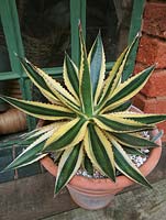 Step by step project - Propagating century plant, Agave univittata 'Quadricolor' from side shoots. Step 2. Carefully knock the plant out of its pot to reveal suitable side shoots