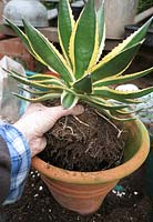 Step by step project. Propagating century plant, Agave from side shoots. Step 6. The new container should allow enough room around the sides to add fresh potting compost for strong regrowth