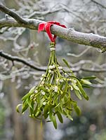 Bunch of mistletoe with red ribbon hanging from frosted tree branch