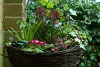 Planting a winter flowering basket - Heather, Polyanthus, Muscari, Skimmia, Cyclamen and ivy