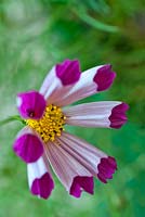 Cosmos 'Pied Piper Red'