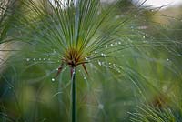 Cyprus papyrus 'Jungle Seeds' - Birmingham botanical gardens