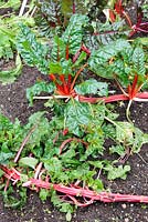 Beta vulgaris - Rhubarb Chards eaten by pests