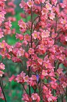 Heuchera 'Rosemary Bloom' - Coral Bells
