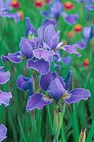 Iris sibirica 'Silver Edge' - Siberian Flag Iris