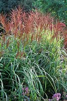 Miscanthus sinensis 'Sirene' - Chinese silver grass