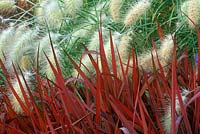 Imperata cylindrica rubra 'Red Baron' and Pennisetum villosum