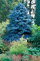 Picea pungens globosa - Blue Spruce in a mixed border