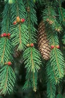 Picea abies 'Acrocona' - Christmas tree, Common spruce, Norway spruce