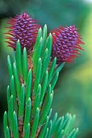 Pinus aristata 'Sherwood Compact' - Bristle cone pine