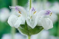 Salvia argentea - Silver sage, Silver clary  