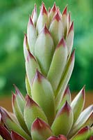 Sempervivum 'Bernstein' - Houseleek flower stem starting to rise from rosette, June