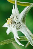 Leontopodium alpinum 'Edelweiss'