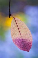 Leaf of Prunus padus 'Colorata' in autumn colour. Aphids showing on leaf's midrib
