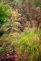 Self sown Molinia in a border at Glebe Cottage in autumn