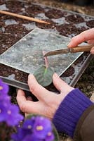 Taking leaf petiole cuttings from Saintpaulias (African Violets). Trimming leaf with a knife on a sheet of glass