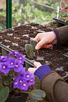 Taking leaf petiole cuttings from Saintpaulias (African Violet). Placing leaf cuttings in module tray