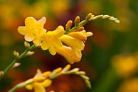 Crocosmia 'Walberton Yellow' syn. 'Walcroy' - Montbretia