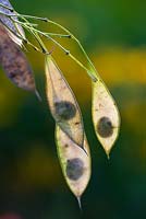 Seedheads of Lunaria rediviva - Perennial hinesty