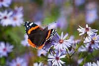 Red admiral butterfly on Aster sedifolius - Michaelmas daisy