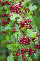 Crataegus monogyna - Hawthorn berries in a hedgerow