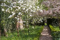 Prunus and Magnolia in flower next to formal pathway - West Green House, Hampshire